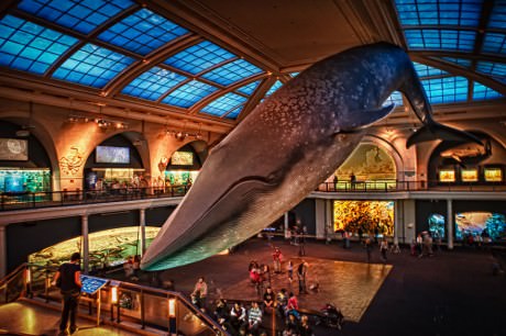 american-museum-of-natural-history-a-travelers-guide-to-the-biggest-museums-in-the-world