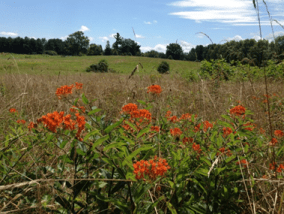 Butterfly weed in the meadows of Airlie. Photo by Jordan Wright.