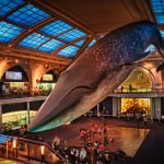 american-museum-of-natural-history-a-travelers-guide-to-the-biggest-museums-in-the-world