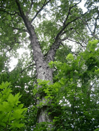 Shagbark Hickory Oak.