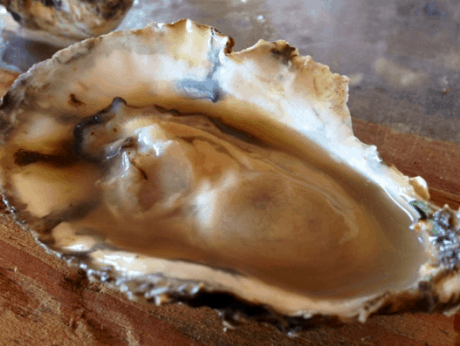Sold to top DC restaurants as the “Ugly Oyster.”