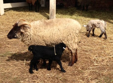 Heritage breed baby lambs with mother.