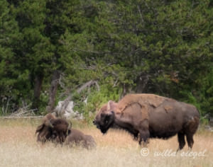 A big bison. Photo by Willa Siegel.